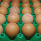 EKO-eieren los op tray p/st.