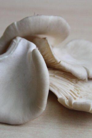 Oesterzwammen grijs krat 4 x 150 gr.