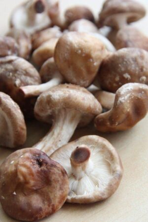 Shiitake BIO krat 1,5 kg.