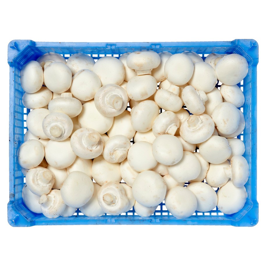 Champignons wit middel krat 2,5 kg.