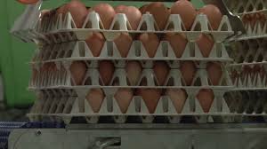 Groninger eieren los op tray p/st.