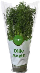 Dille op pot BIO 3x1 stuks