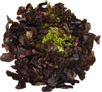 Eikenbladsla BIO p/st.