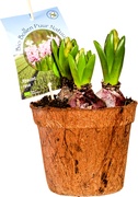 Hyacint roze BIO 15x1 stuks