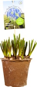 Muscari BIO 15x1 stuks