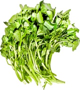 Bos waterkers BIO 12x1 stuks