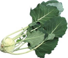 Koolrabi Demeter 10x1 stuks