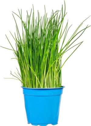 Bieslook op pot BIO 3x1 stuks