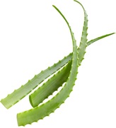 Aloe Vera BIO 14x1 stuks