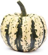 Pompoen Sweet dumpling BIO 12x1 stuks