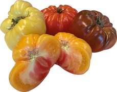 Tomaten Rebelion BIO 3x1 kg.