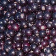 DV Zwarte bessen 10 kg