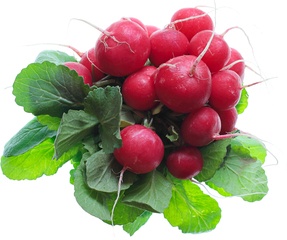 Radijs Demeter 10x1 stuks