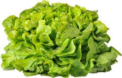 Eikenbladsla Groen BIO 12x1 stuks
