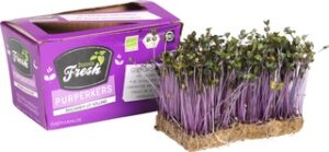 Purple cress BIO 1x130 gr.