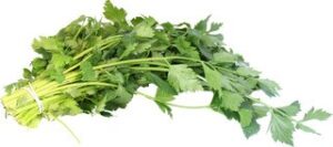 Bosje selderij BIO p/st.