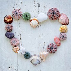 Hartje van schelpen  5x1 stuks