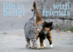 Vriendschap twee katten 10x1 stuks
