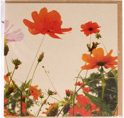 Klaprozen in veld  5x1 stuks