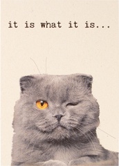 Kat, it is what it is  10x1 stuks