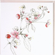 Appelbloesem 10x1 stuks