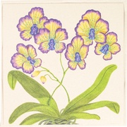 Postkaart Coheem 05  10x1 stuks