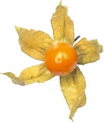 Physalis BIO 8x100 gr.
