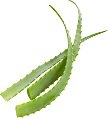 Aloe Vera BIO p/st.