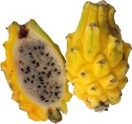 Pitahaya BIO 12x1 stuks