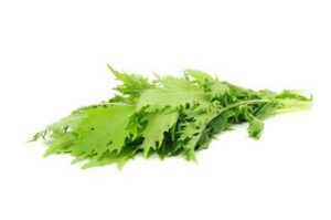 Raapsteel BIO 10x1 stuks