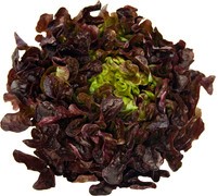 Rode Eikenbladsla Demeter 12x1 stuks