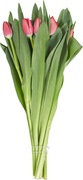 Tulpen BIO 10x1 stuks