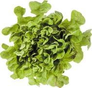 Sla Bind BIO 6x1 stuks