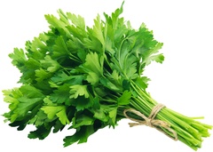 bosje bladpeterselie BIO p/st.