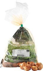 Plantsjalotjes Red Sun BIO p/st.